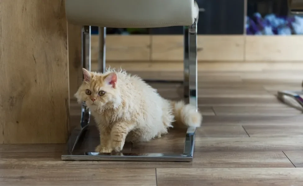 gato peludo da raça deitado embaixo de cadeira