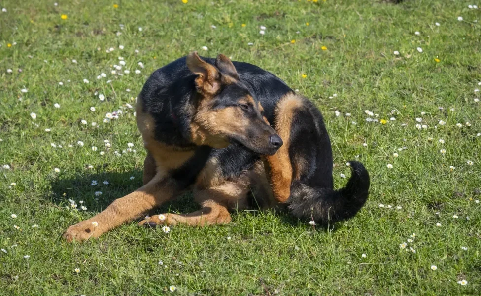 Cachorro preto e marrom se coçando em gramado florido