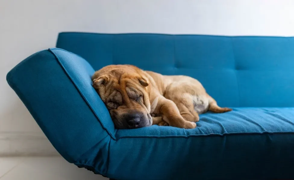 Shar Pei dormindo em sofá