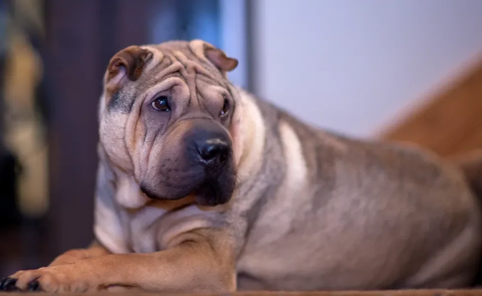 Shar pei deitado