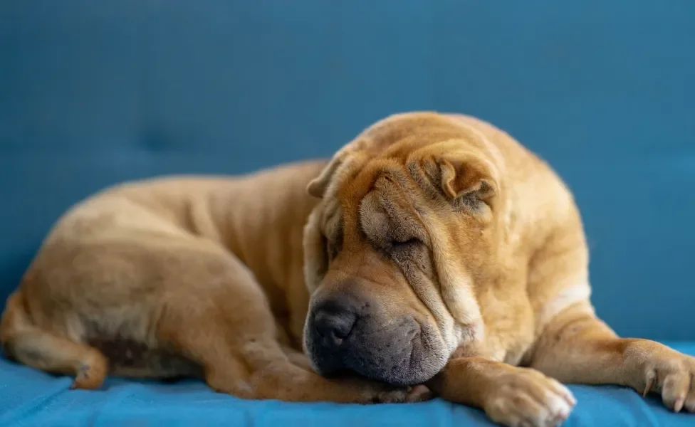 Shar pei dormindo no sofá