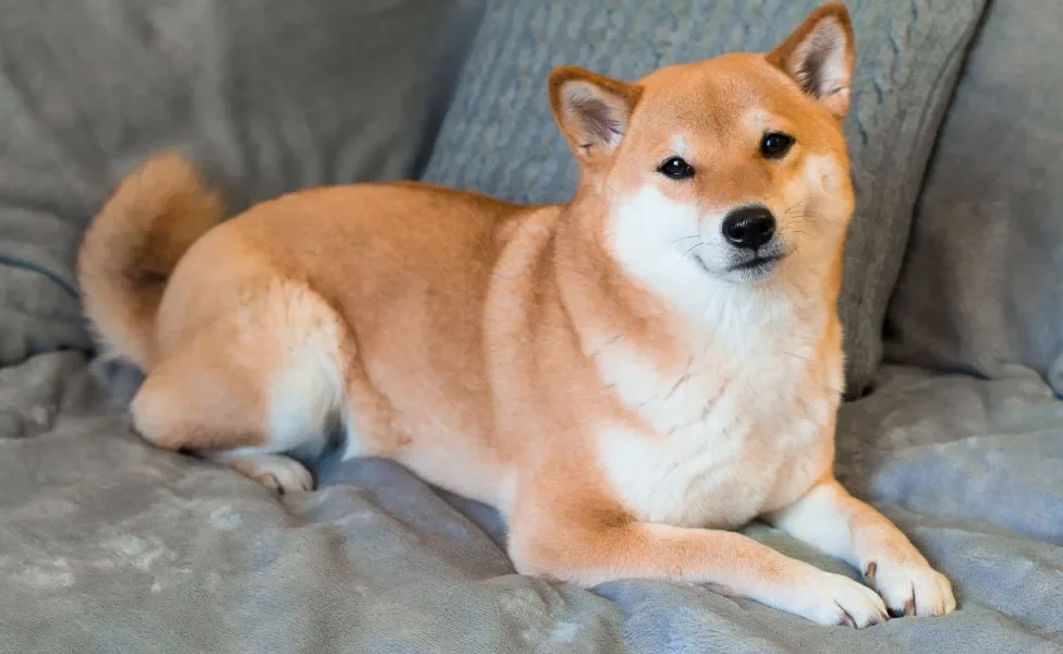 Shiba Inu deitado na cama