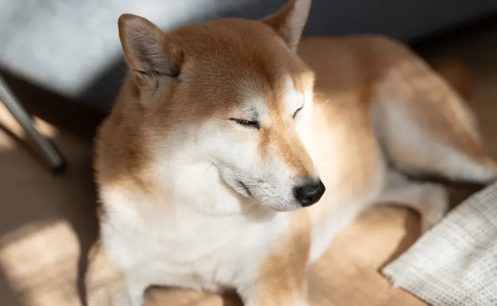 Shiba Inu deitado dentro de casa