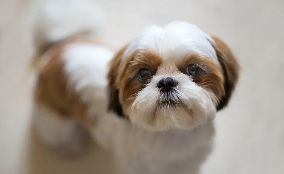 Shih tzu tosado para o verão