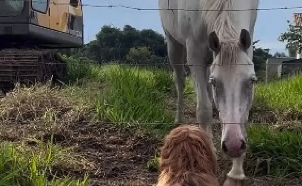 Cachorro Shih Tzu sentado olhando cavalo branco através da cerca