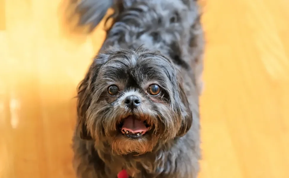 Shih Tzu olhando para a foto