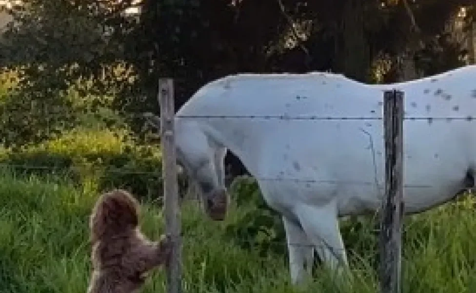 Shih Tzu em pé apoiada em cerca com cavalo branco