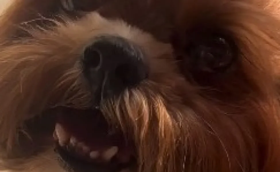 Shih Tzu ruiva sorrindo para a câmera