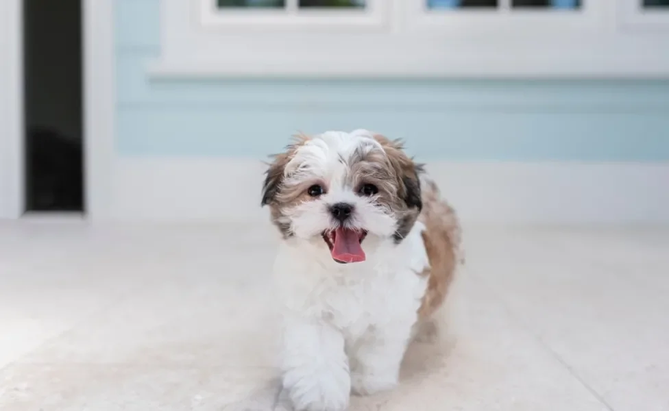 Filhote de Shih Tzu tosado em pé