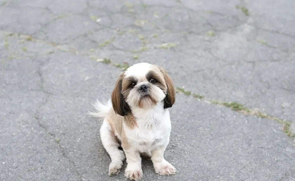 Shih Tzu tosado sentado 