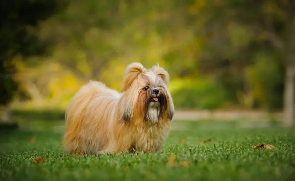 Shih Tzu tosado com penteado na cabeça