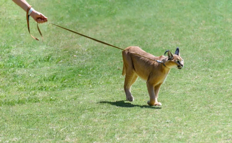 Caracal doméstico passeando