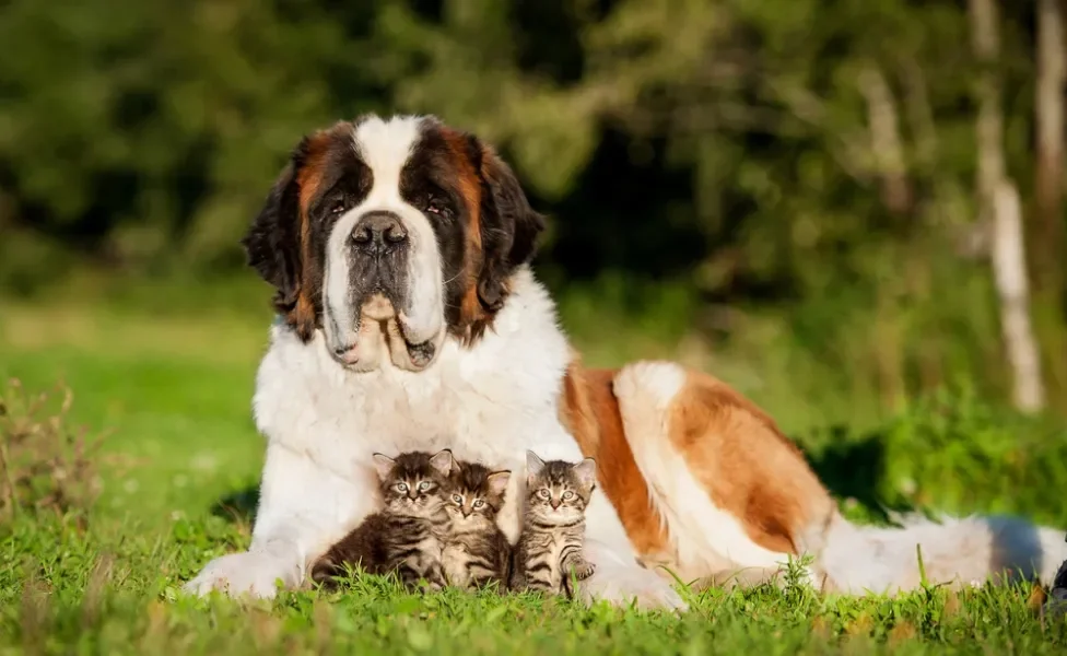 cachorro e gato juntos ao ar livre