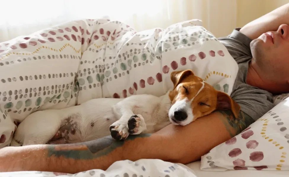 cachorro dormindo na cama com dono