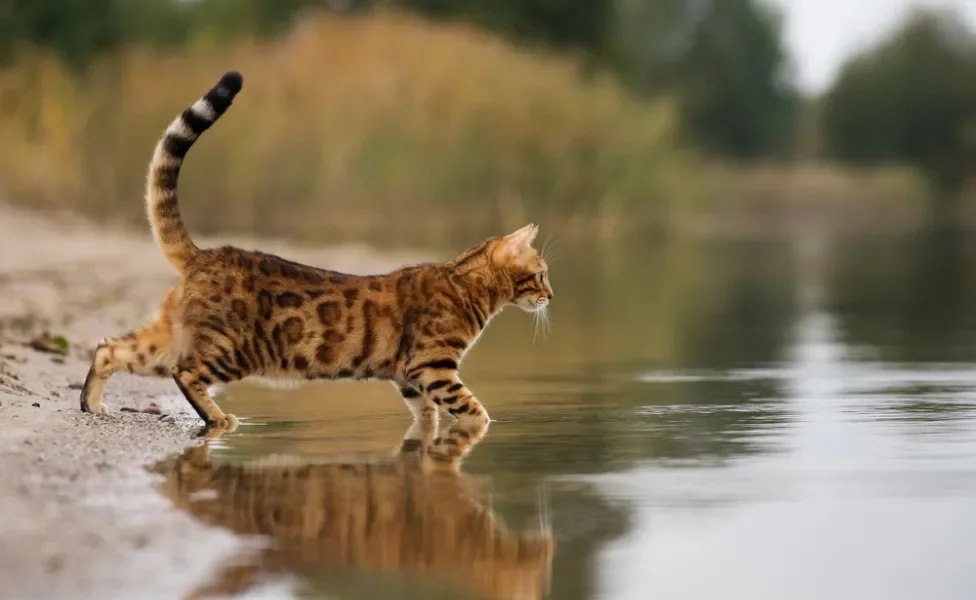 Bengal entrando em rio