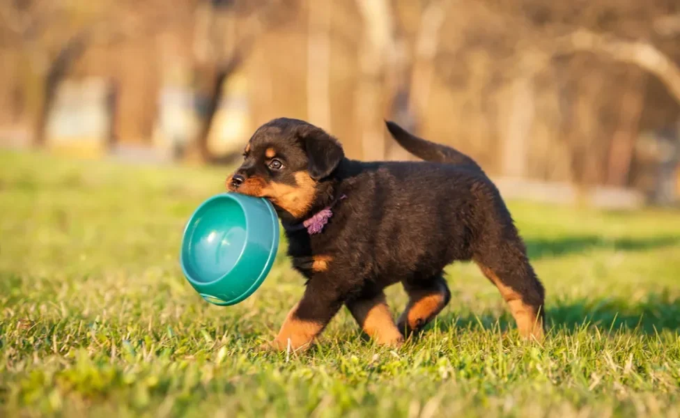 filhote segurando na boca pote de ração para cachorro