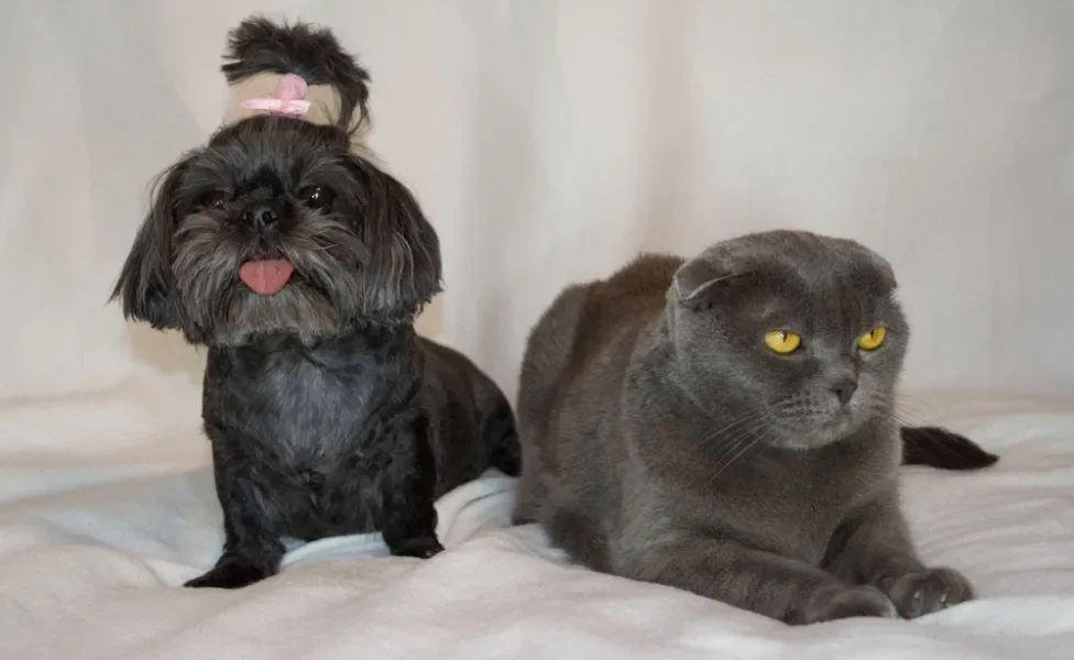 cachorro e gato juntos deitado em cama