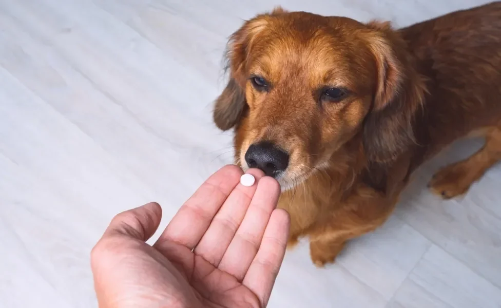 humano oferecendo probiótico para cachorro 