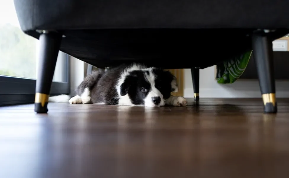 cachorro com medo embaixo da cama