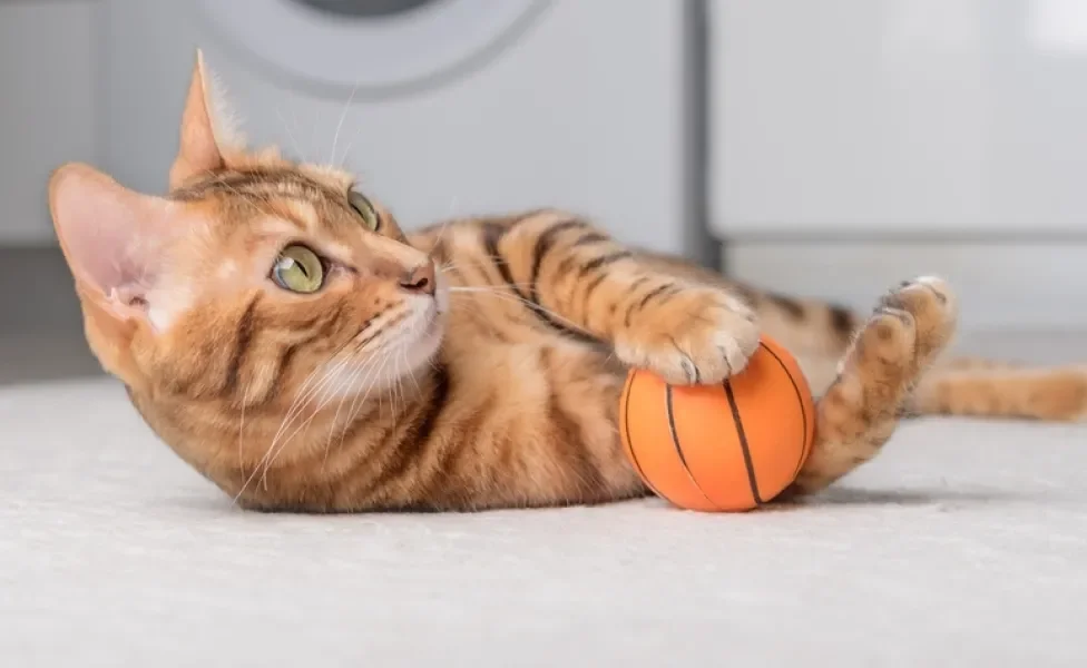 gato brincando com bolinha