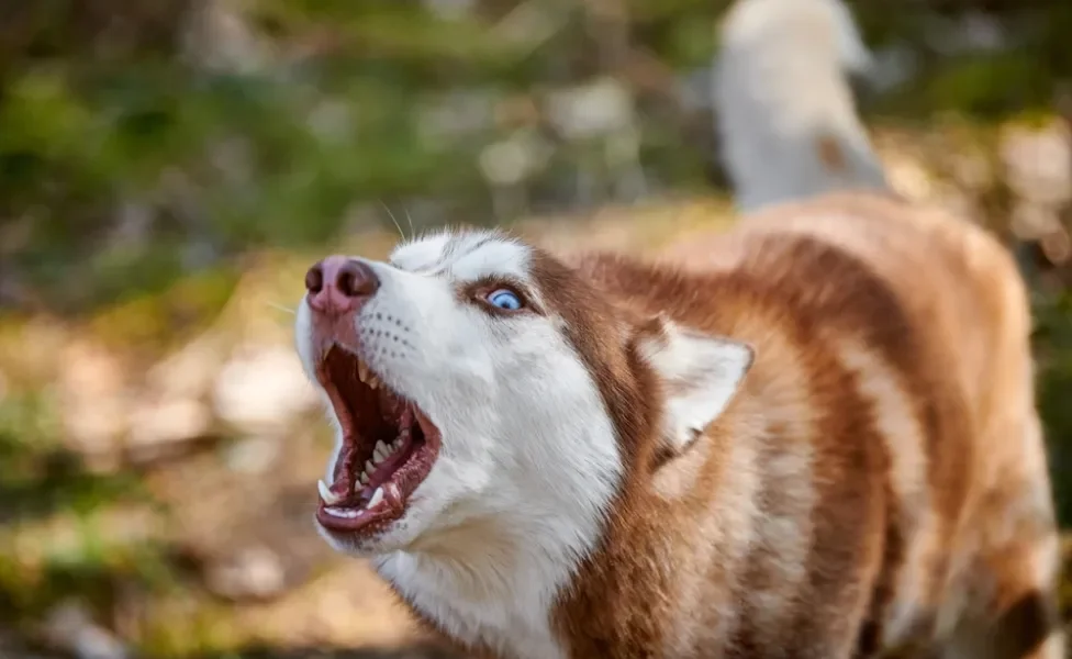 Husky Siberiano latindo