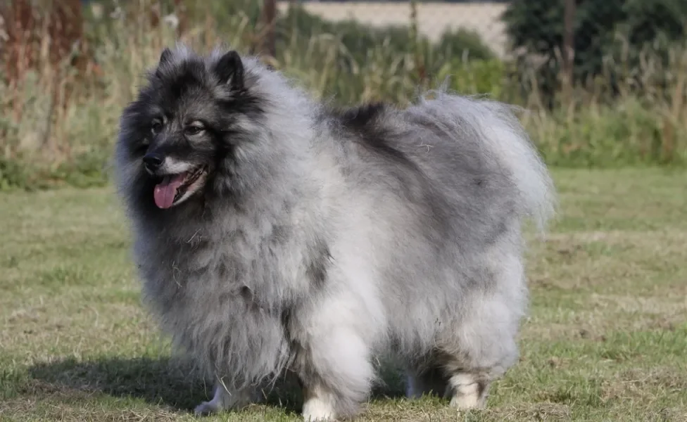 Keeshond em pé em cima da grama