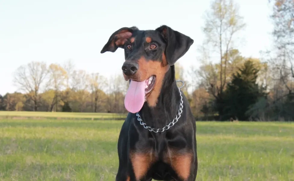 Dobermman ao ar livre