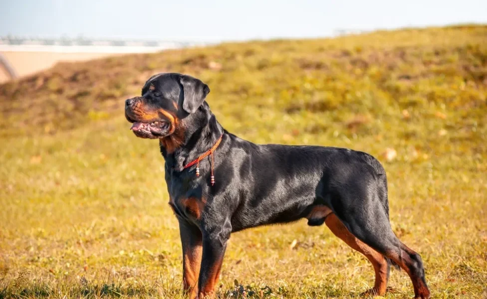 Rottweiler em pé ao ar livre