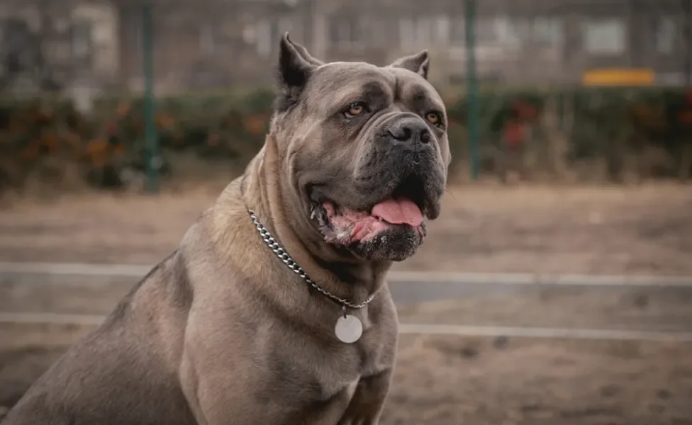 Cane Corso ao ar livre