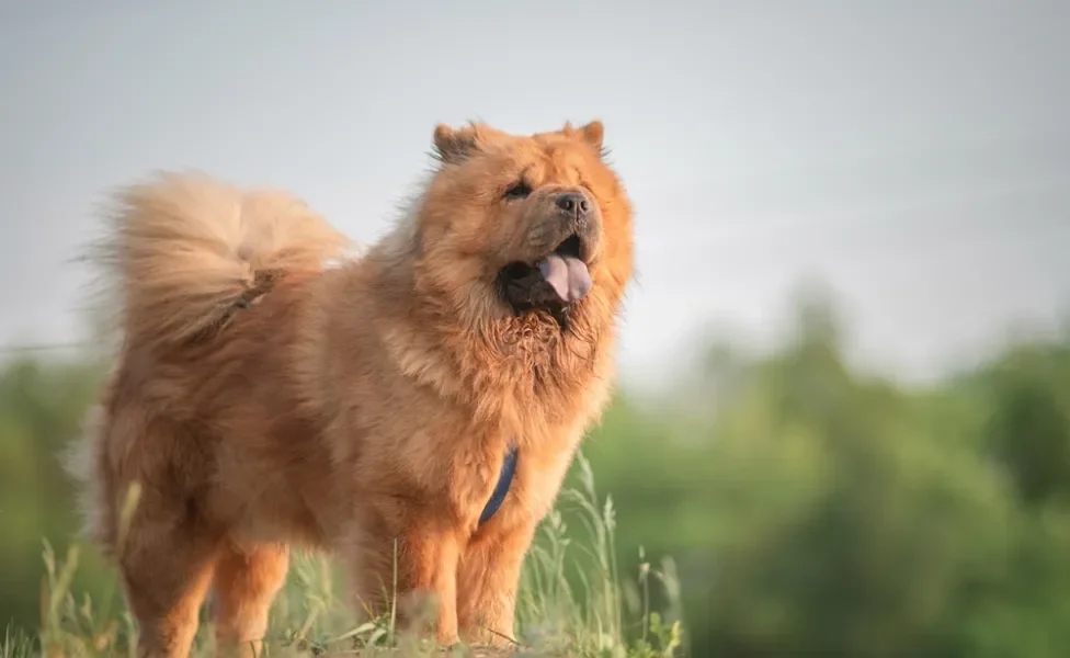 Chow Chow em pé ao ar livre