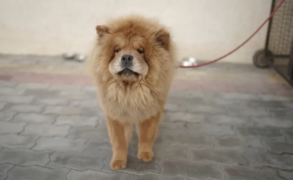 Chow Chow de coleira ao ar livre