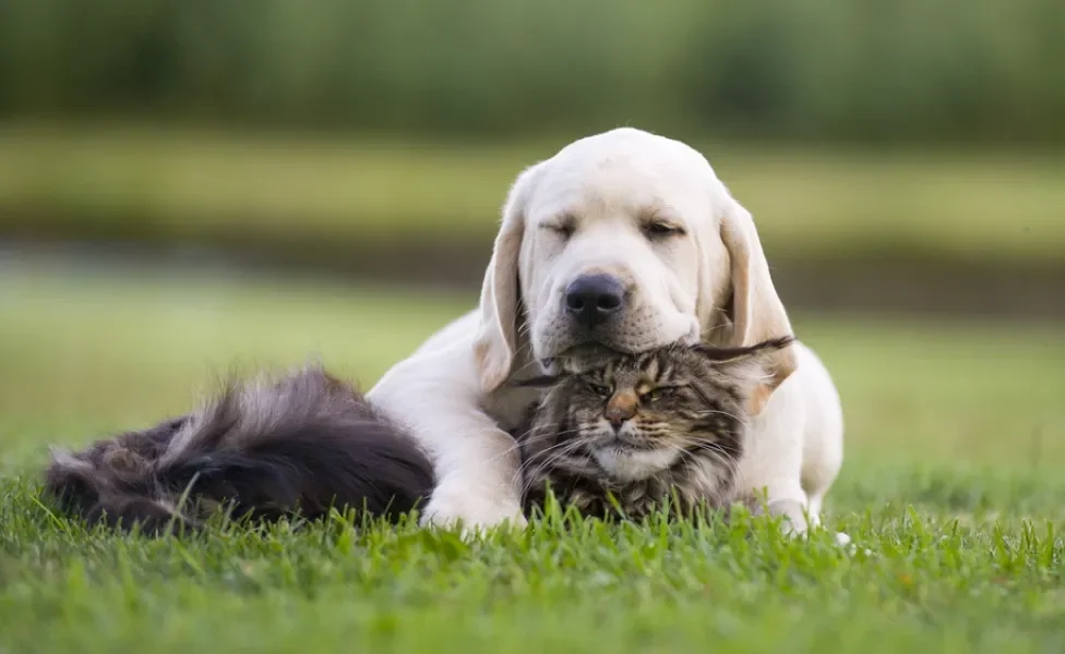 cachorro e gato juntos ao ar livre