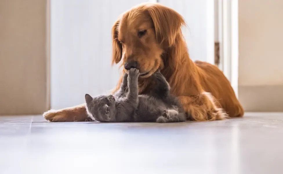 cachorro e gato juntos dentro de casa