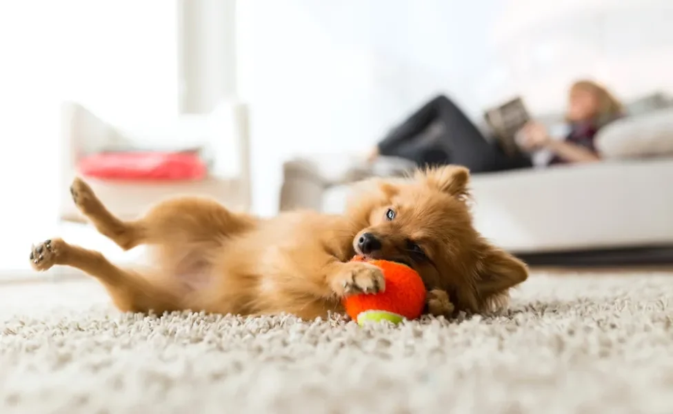 cachorro brincando com bolinha