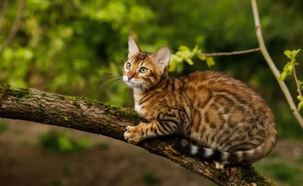 gato Bengal em cima de árvore