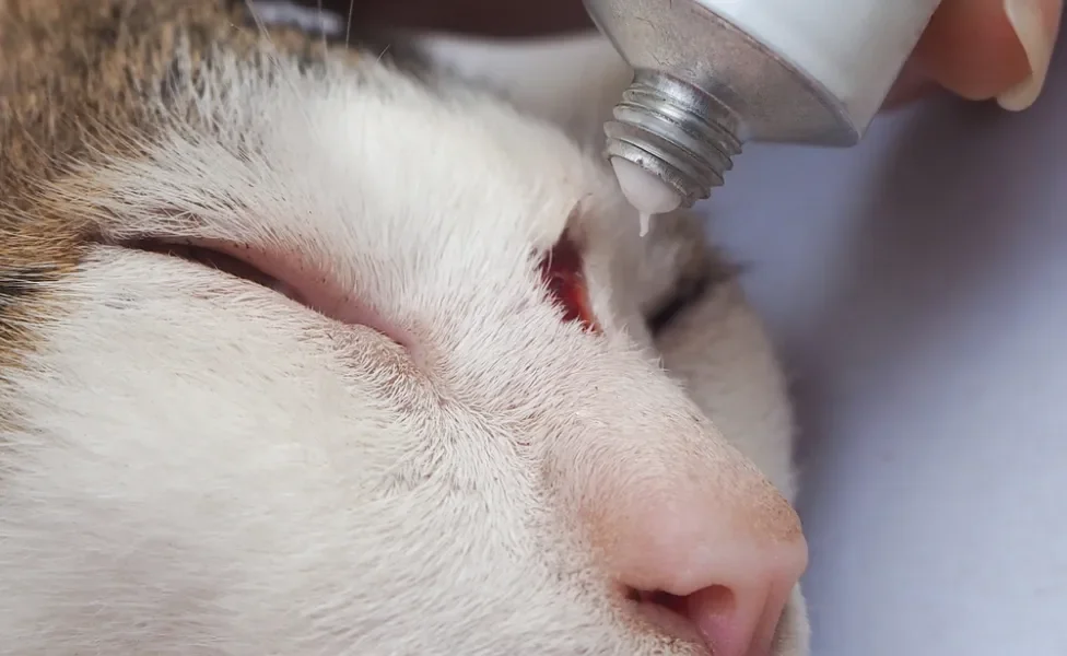 gato com ferida na testa com humano passando pomada