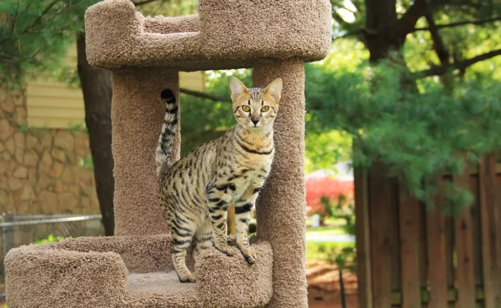 gato híbrido em cima de arranhador