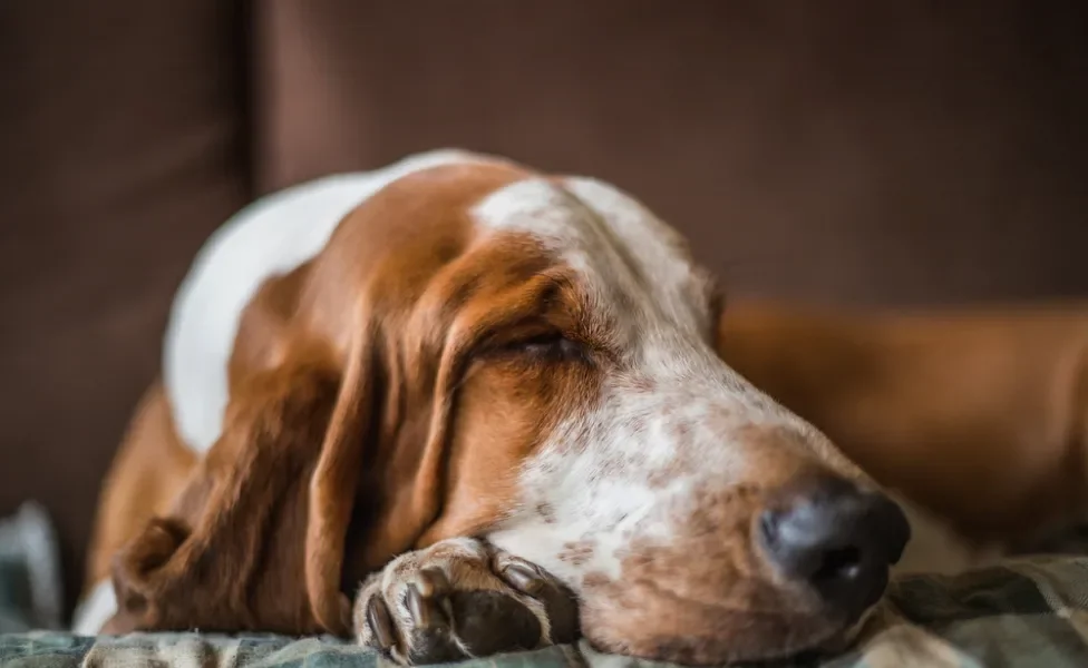 Basset Hound dormindo no sofá