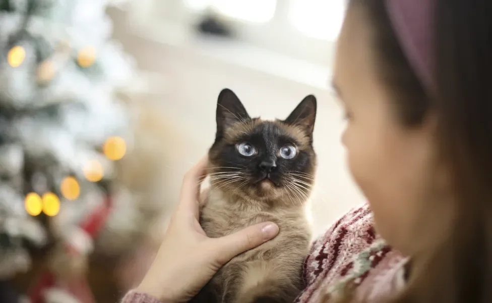 Gato Siamês no colo de mulher