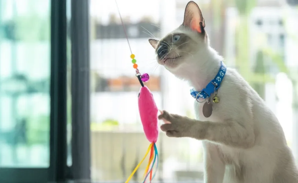 gato siamês brincando com varinha