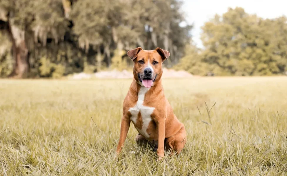 signo de cachorro: pitbull na grama