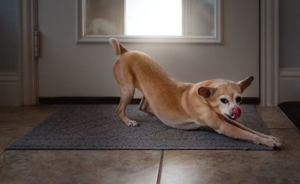 Cachorro caramelo apoiado nas patas da frente e com a parte traseira do corpo levantado