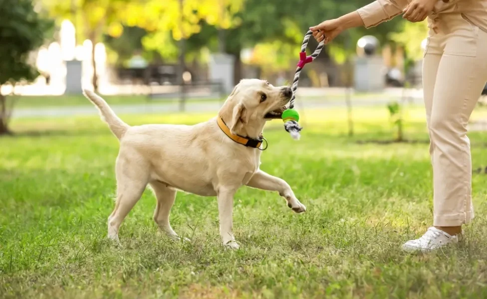 sistema digestivo do cachorro: cão brincando com tutor