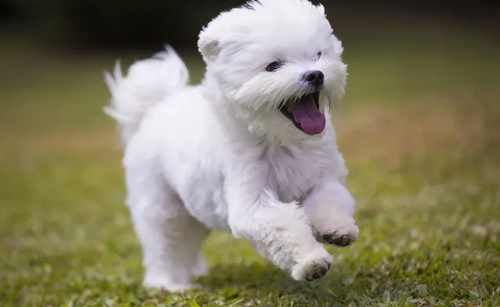 cachorro branco correndo ao ar livre