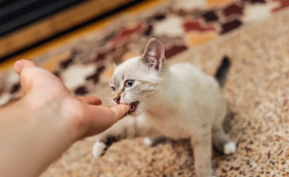 gato branco filhote mordendo mão humana