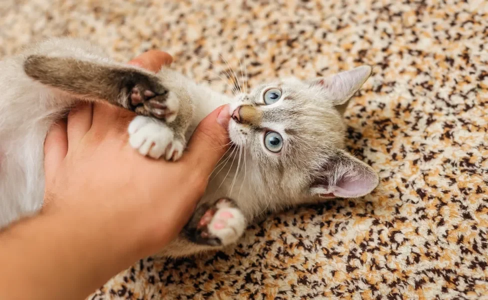 gato filhote mordendo mão