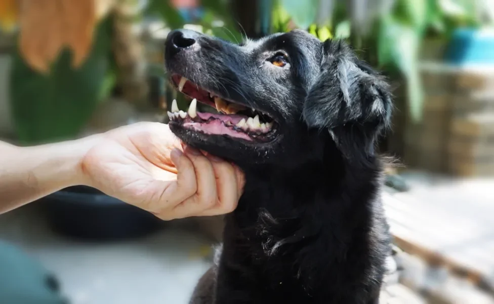 cachorro preto manso recebendo carinho