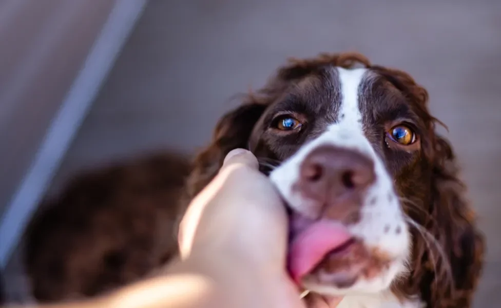 cachorro lambendo a mão