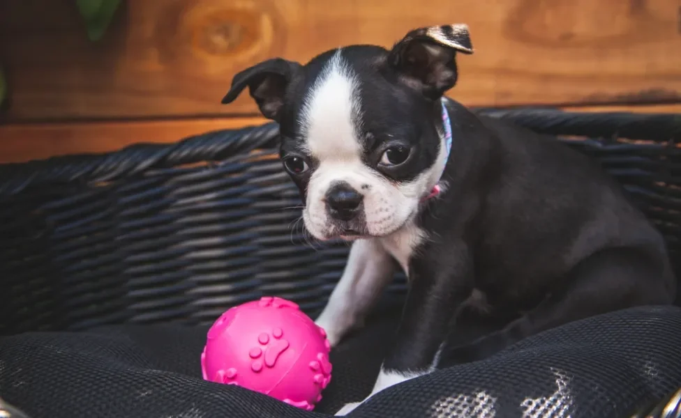 filhote de cachorro brincando com bolinha