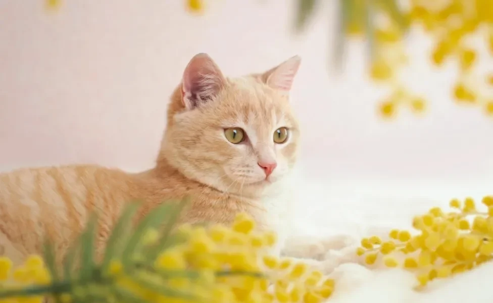 gato amarelo deitado perto de flores amarelas